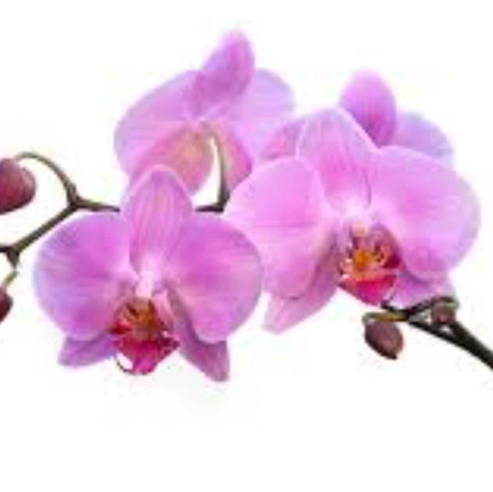 Meet your Posher, Vibrant Nuance